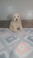 Champ, a male Maltipoo for sale in New Haven, IN – 3 of 3