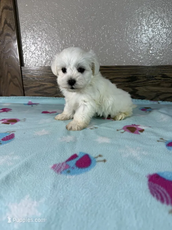 Jaylen – Maltese puppy for sale in New Haven, IN