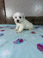 Jaylen, a male Maltese for sale in New Haven, IN – 1 of 2