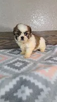 George , a male Shih Tzu for sale in New Haven, IN – 3 of 3