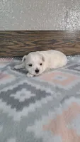 George , a male Maltese for sale in New Haven, IN – 2 of 2