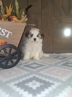 Tori, a female Shih Tzu for sale in New Haven, IN – 1 of 2