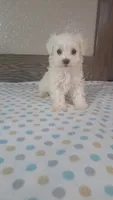 Fritz, a male Maltese for sale in New Haven, IN – 3 of 3