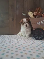 Titus, a male Shih Tzu for sale in New Haven, IN – 2 of 3