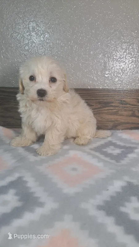 Skippy – Maltipoo puppy for sale in New Haven, IN