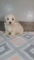 Skippy, a male Maltipoo for sale in New Haven, IN – 1 of 2