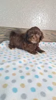 Charlie , a male Shihpoo for sale in New Haven, IN – 1 of 3