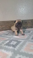 Hailey , a female Pug for sale in New Haven, IN – 3 of 3