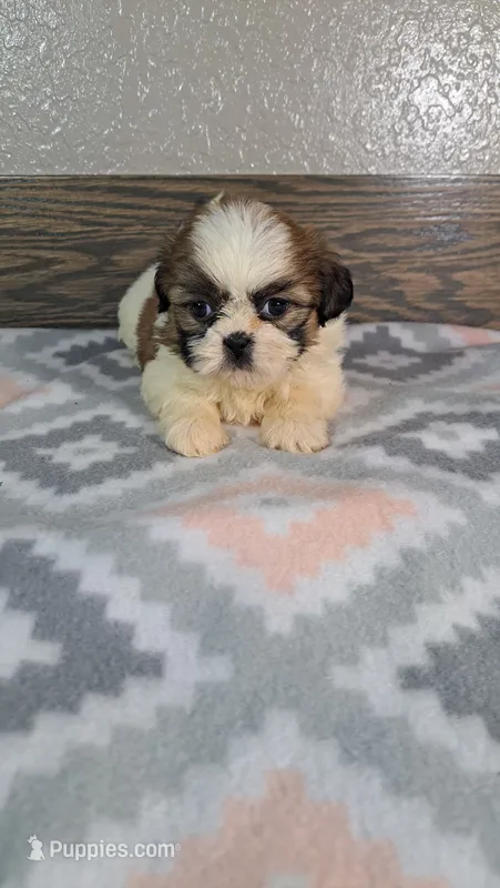 George  – Shih Tzu puppy for sale in New Haven, IN