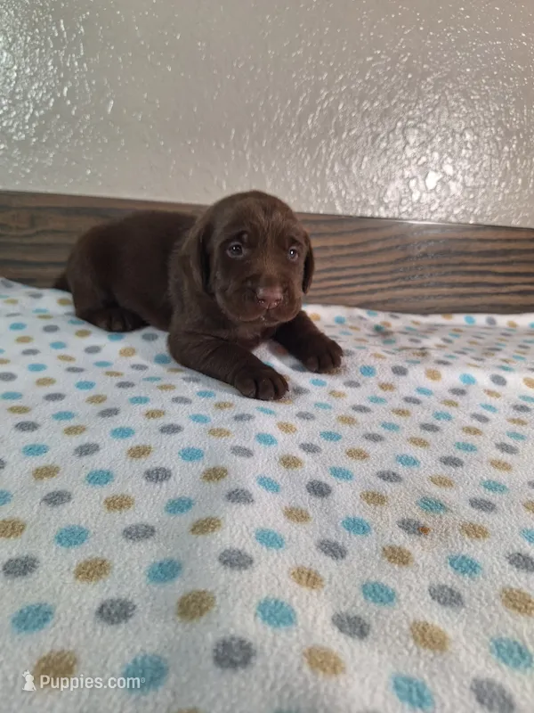 Teddy.       Akc registered  – Labrador Retriever puppy for sale in New Haven, IN