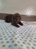 Teddy.       Akc registered , a male Labrador Retriever for sale in New Haven, IN – 1 of 2