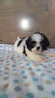 Joey, a male Shih Tzu for sale in New Haven, IN – 3 of 3
