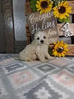 Tommy, a male Maltipoo for sale in New Haven, IN – Photo 2 of 2
