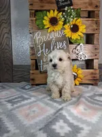 Tommy, a male Maltipoo for sale in New Haven, IN – Photo 1 of 2