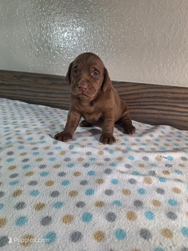 Teddy.       Akc registered  – Labrador Retriever puppy for sale in New Haven, IN