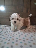 Topper, a male Shih Tzu for sale in New Haven, IN – 3 of 3