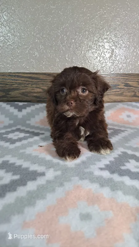 Bella  – Shihpoo puppy for sale in New Haven, IN