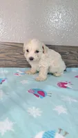 Skippy, a male Maltipoo for sale in New Haven, IN – 2 of 2