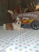 Titus, a male Shih Tzu for sale in New Haven, IN – 1 of 3