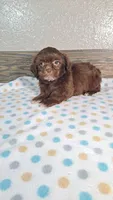 Charlie , a male Shihpoo for sale in New Haven, IN – 3 of 3