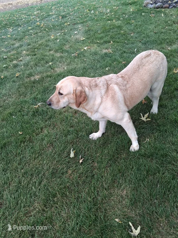 Marlo – Labrador Retriever puppy for sale in New Haven, IN