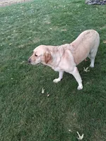 Marlo, a female Labrador Retriever for sale in New Haven, IN – 1 of 2
