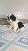 Trixie , a female Shihpoo for sale in New Haven, IN – 4 of 4