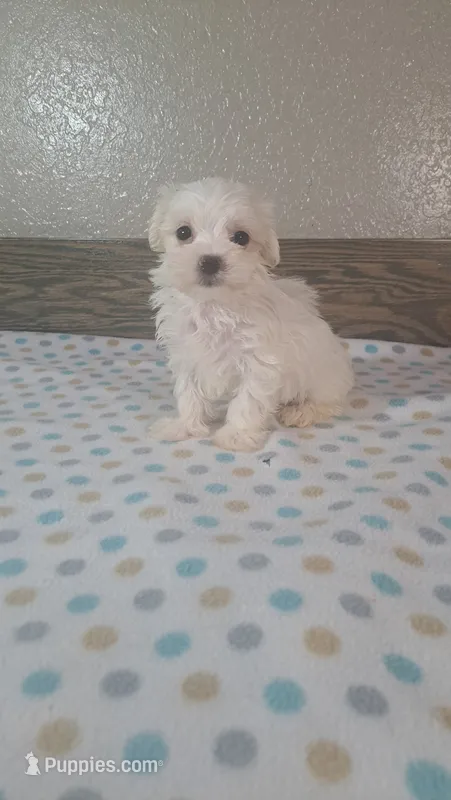 Blitz – Maltese puppy for sale in New Haven, IN