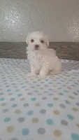 Blitz, a male Maltese for sale in New Haven, IN – 1 of 3