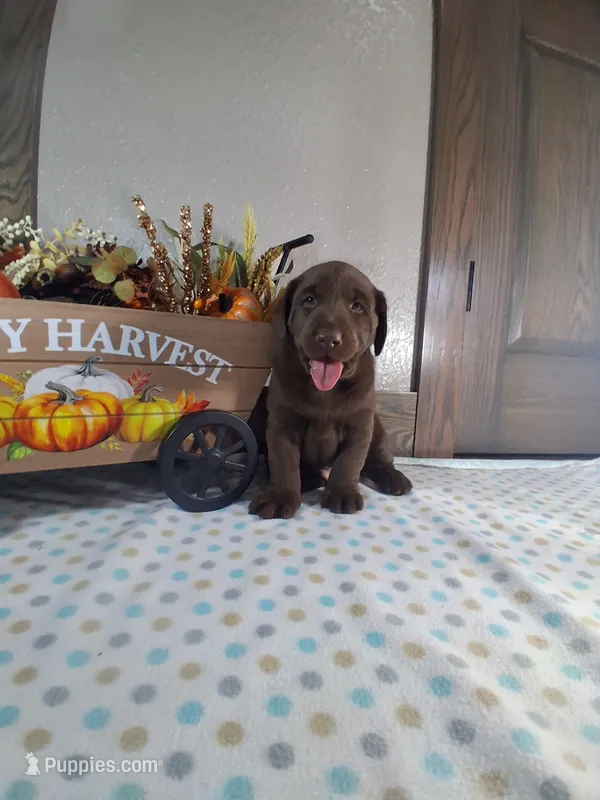 Teddy.       Akc registered  – Labrador Retriever puppy for sale in New Haven, IN