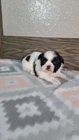 Charlie , a male Shih Tzu for sale in New Haven, IN – 2 of 2