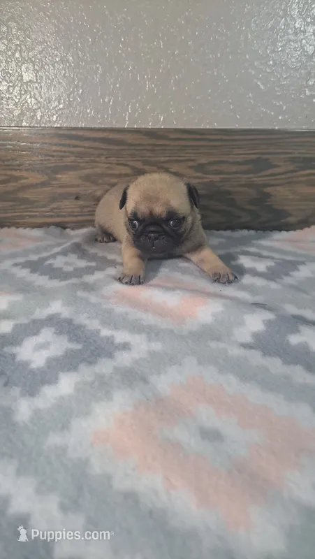 Shelly  – Pug puppy for sale in New Haven, IN