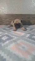 Shelly , a female Pug for sale in New Haven, IN – 1 of 3