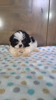 Joey, a male Shih Tzu for sale in New Haven, IN – 2 of 3