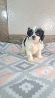 Trixie , a female Shihpoo for sale in New Haven, IN – 3 of 4