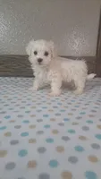Fritz, a male Maltese for sale in New Haven, IN – 2 of 3