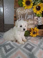 Trevor, a male Maltipoo for sale in New Haven, IN – Photo 2 of 2