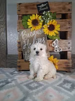 Trevor, a male Maltipoo for sale in New Haven, IN – Photo 1 of 2