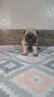 Hailey , a female Pug for sale in New Haven, IN – 2 of 3