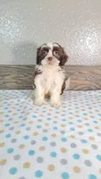 Cooper, a male Shihpoo for sale in New Haven, IN – 1 of 3