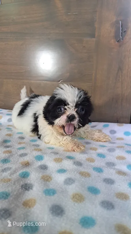 Joey – Shih Tzu puppy for sale in New Haven, IN