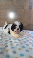 Joey, a male Shih Tzu for sale in New Haven, IN – 1 of 3