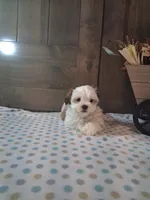 Topper, a male Shih Tzu for sale in New Haven, IN – 2 of 3