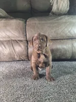 Teddy.       Akc registered , a male Labrador Retriever for sale in New Haven, IN – 1 of 4