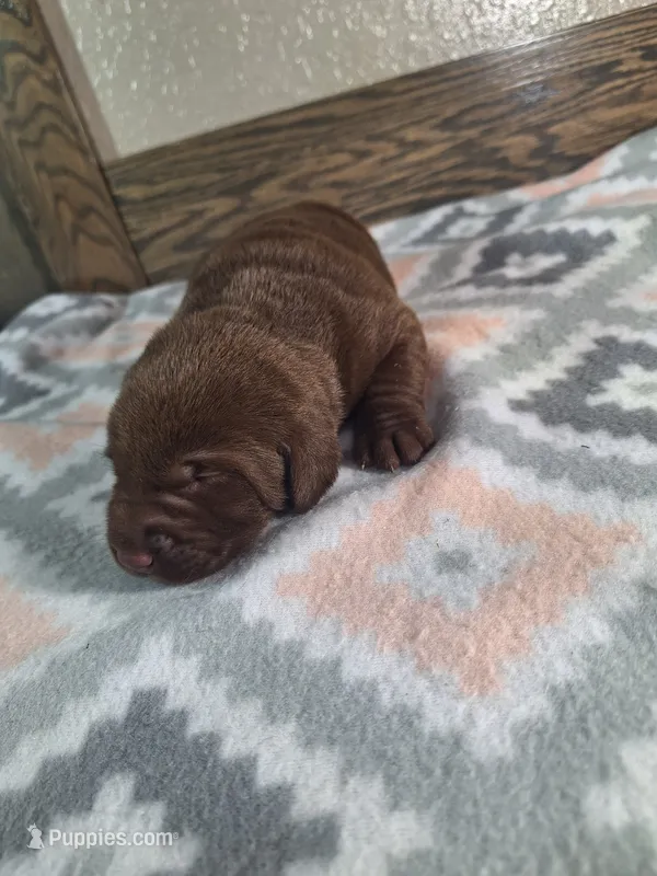 Grace AKC – Labrador Retriever puppy for sale in New Haven, IN