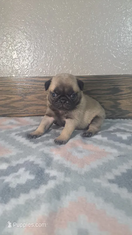 Hailey  – Pug puppy for sale in New Haven, IN
