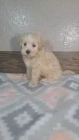 Champ, a male Maltipoo for sale in New Haven, IN – 2 of 3