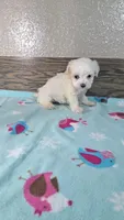 Fritz , a male Maltese for sale in New Haven, IN – 2 of 2