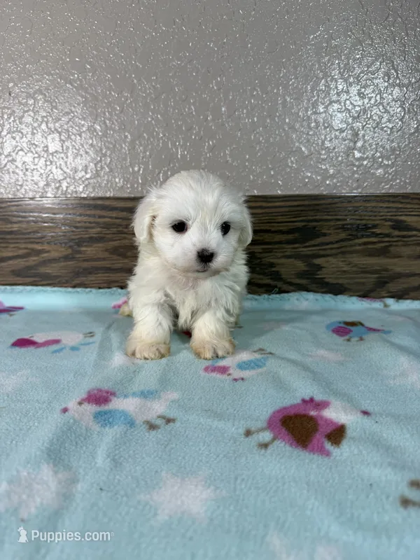 Jeffery  – Maltese puppy for sale in New Haven, IN