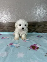 Jeffery , a male Maltese for sale in New Haven, IN – 1 of 2